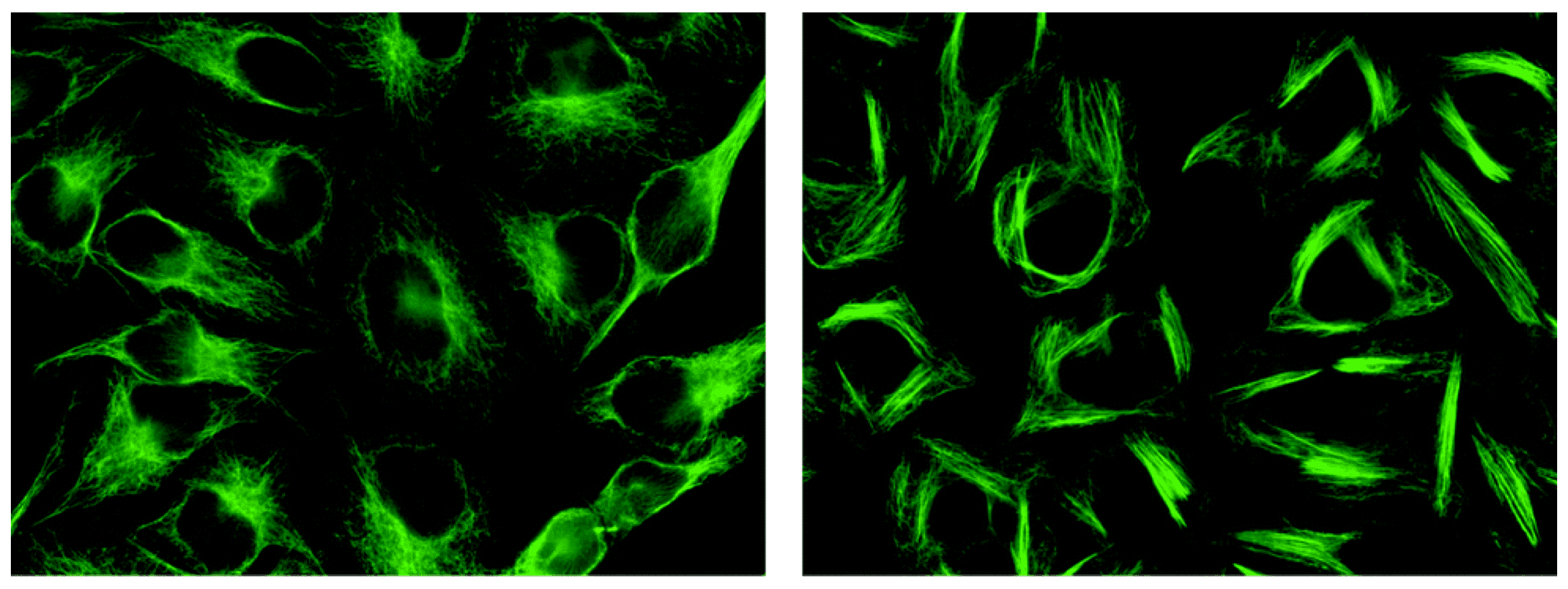Microtubule dynamic disruption by paclitaxel (right), a microtubule toxins that can be used in ADC development, comparing to control cells (left) (Nat. Prod. Rep.,2014).